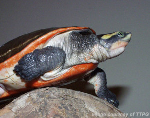 Australian Turtle Spotlight: Pink Belly Turtle (Emydura subglobosa ...